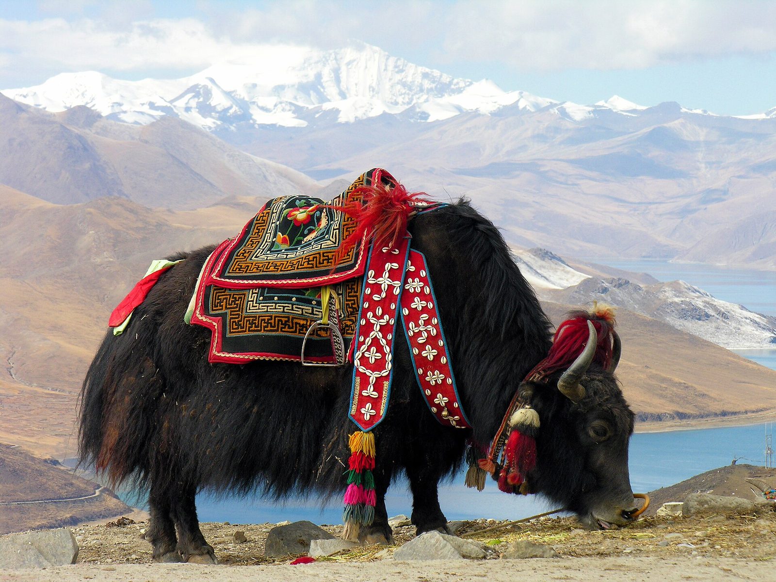 Tibet Lhasa & Everest Base Camp 10D9N — Day 2 — Fly to Lhasa · rest and acclimatise · oxygen-equipped hotel